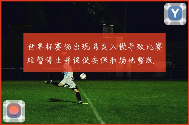 世界杯赛场出现鸟类入侵导致比赛短暂停止并促使安保和场地整改
